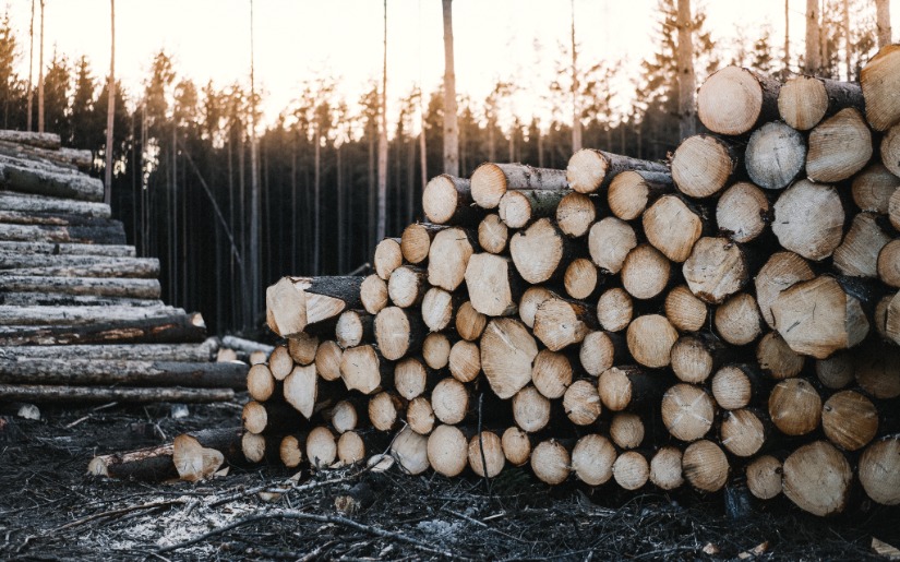 The Role of Cooperatives in Forestry