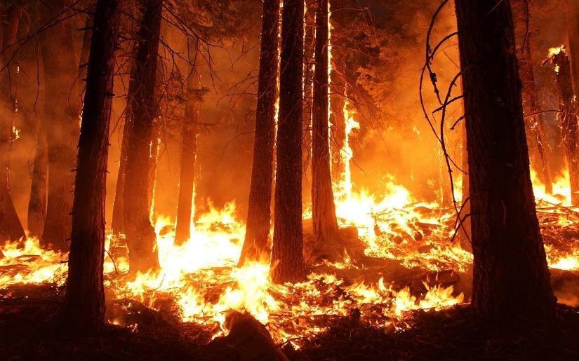 Join Dovetail Partners at the Fire in Minnesota Ecosystems Workshop
