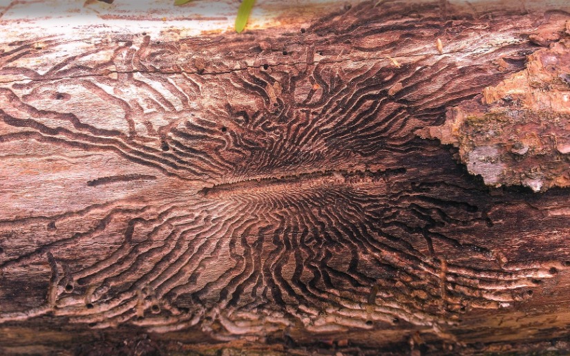 Firewood Movement and the Emerald Ash Borer: July 2009 Update