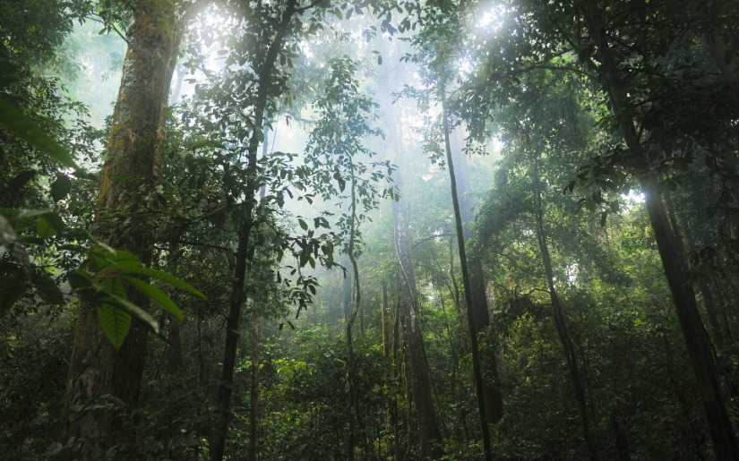 Forest Certification in the Tropics: Is the glass half full or half empty?