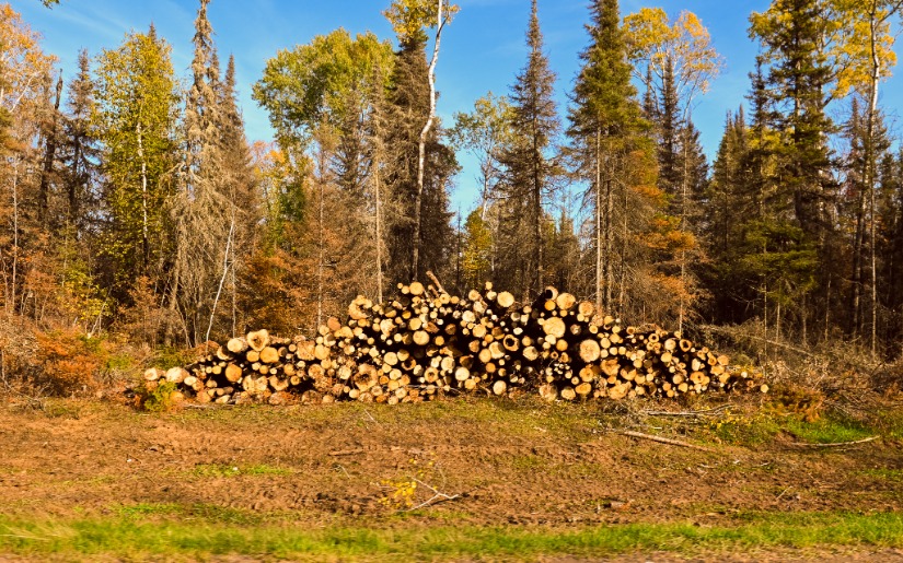 Government Contracting for Forestry in Minnesota's Arrrowhead